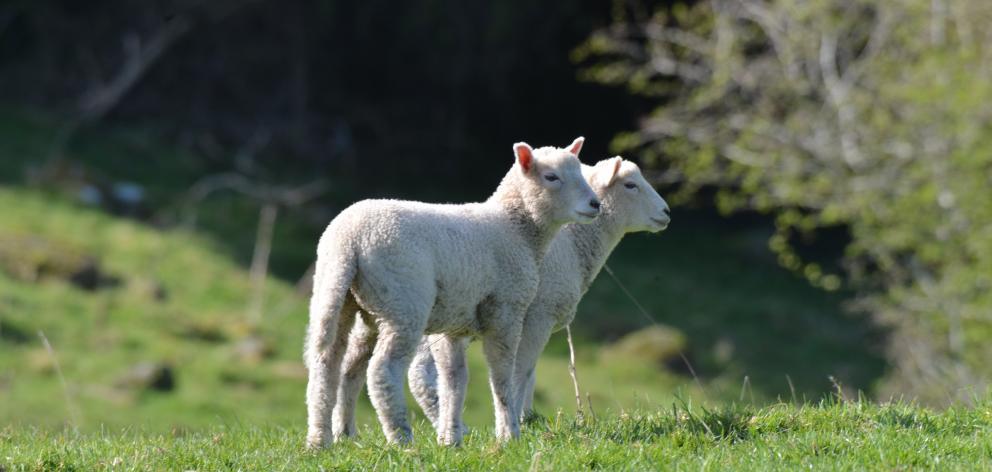 The United States lamb market is moving to a grass-fed, antibiotic-free and hormone-free...