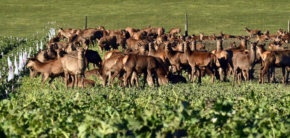New Zealand’s deer herd had grown 2.4% over the past two years to 851,000 as at June 2018. PHOTOS...