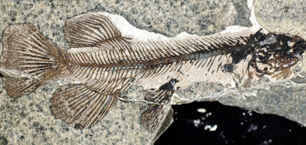 A fish fossil found at Foulden Maar, near Middlemarch, where Plaman Resources had proposed to mine diatomite. Photo: University of Otago