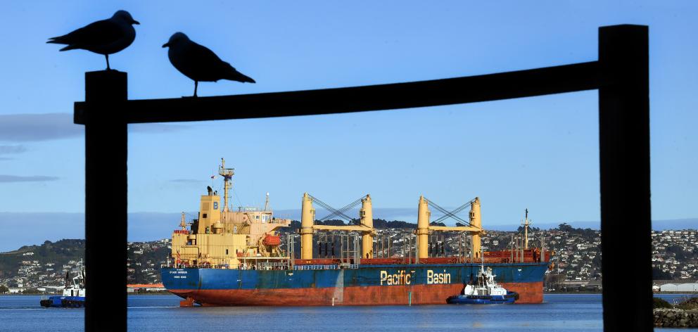 Dry goods bulk carrier ship Otago Harbour arrives in Otago Harbour yesterday, picking up a...