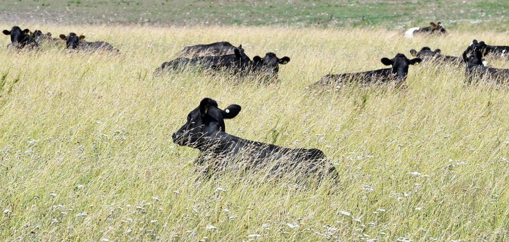 Young cattle chew their cud in the heat of the day in Central Otago. Photo: Stephen Jaquiery