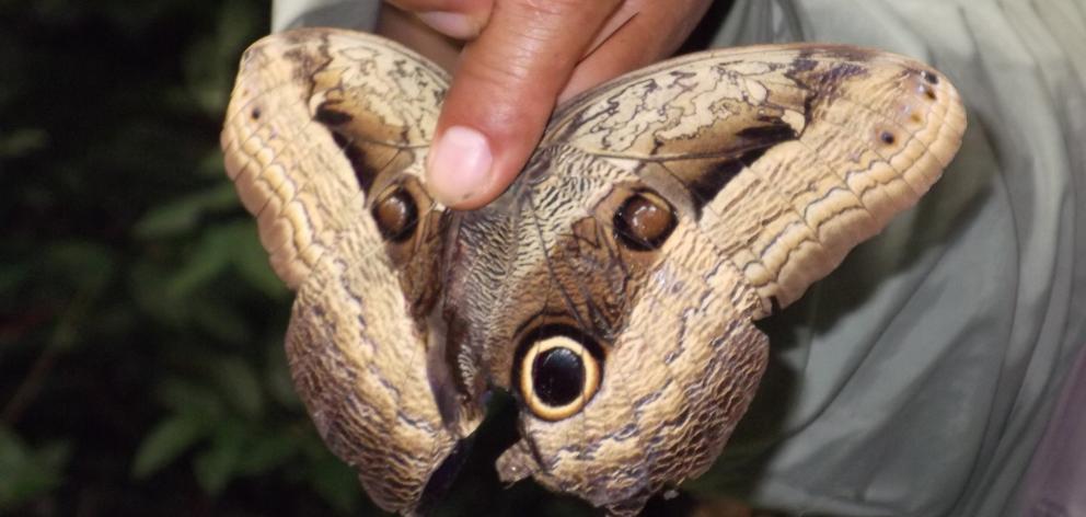 Amazon Jungle tour guide Luis shows the group an owl moth. PHOTOS: ELEANOR HUGHES

