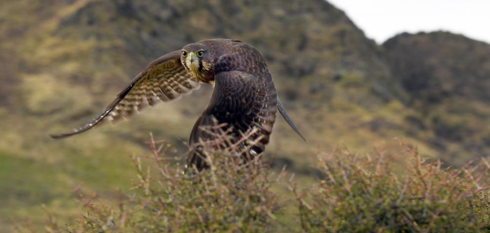 A native falcon swoops past as the Ross family express their passion about flora and fauna. PHOTO...