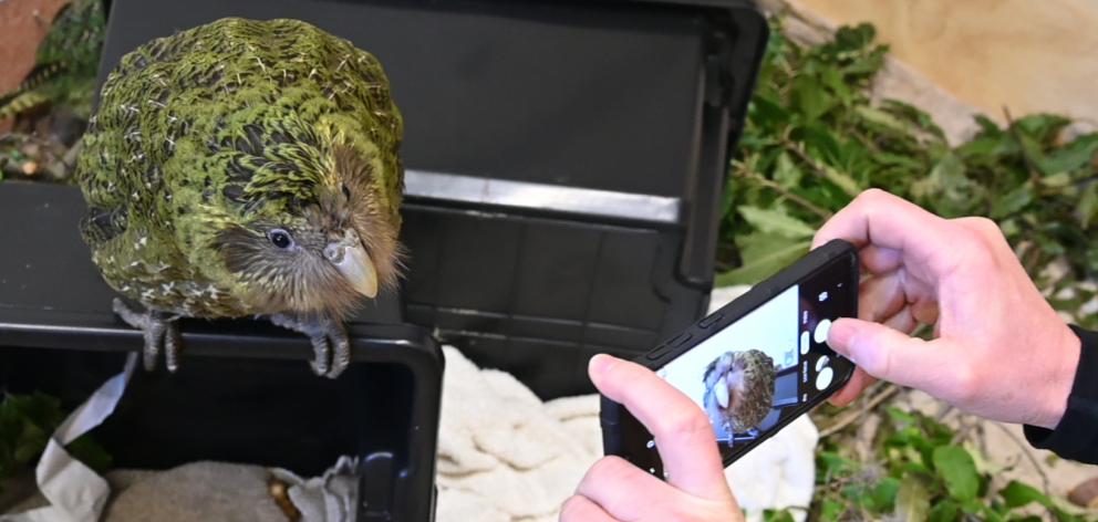 One of the kakapo being hosted at Dunedin Wildlife Hospital, all of which are about to be returned to the wild. Photo: Craig Baxter