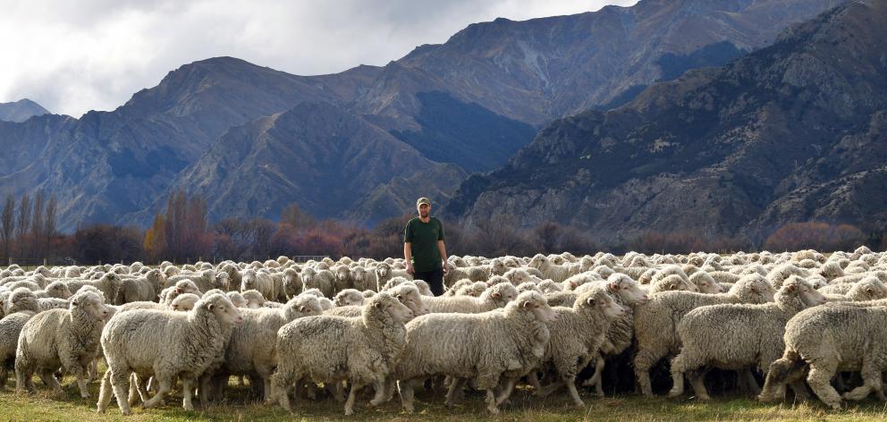 Farm manager Jack Mansfield works sheep in the diverse terrain of Lake Hawea Station. PHOTO:...