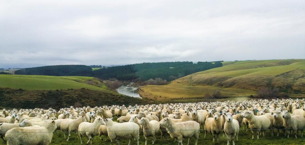 Sheep grazing in the Pomahaka River catchment where farmers have taken a lead over water quality...
