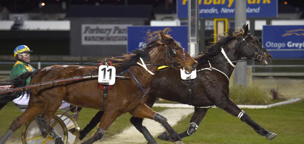 Maiden trotter Clyde (inner), driven by Craig Thornley, beats Majestic Rose, driven by Matthew...