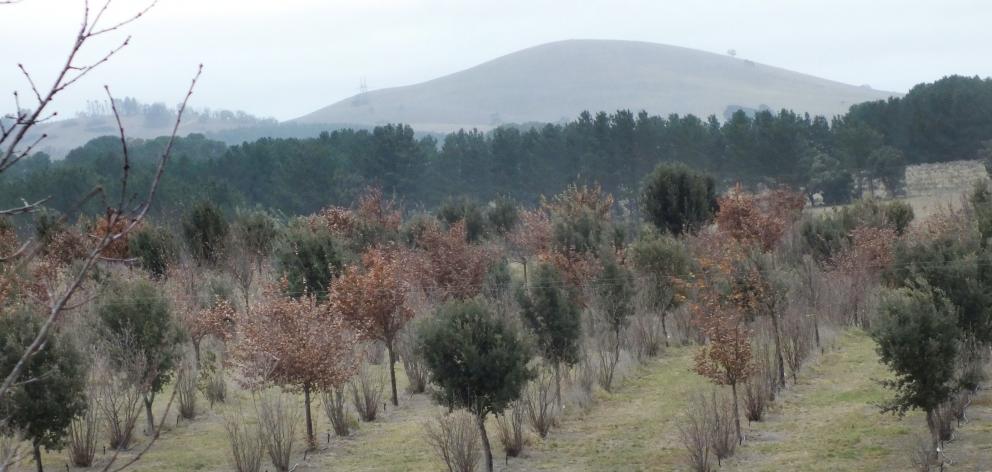 Oaks and hazelnuts are the truffle hosts at Tarago Truffles, near Canberra. Photos: Gillian Vine