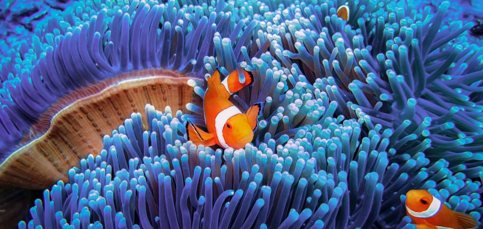 Beautiful clownfish hiding in blue sea anemone. Photo: Getty Images