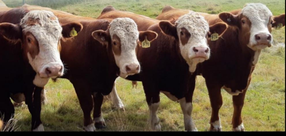 Opawa Simmentals, bred by David and Jayne Timperley at Cave, South Canterbury. Photo: Opawa Simmentals