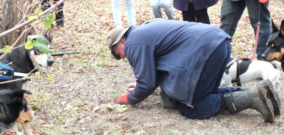 Denzil Sturgiss carefully scrapes the soil from around a truffle his dog has found. 