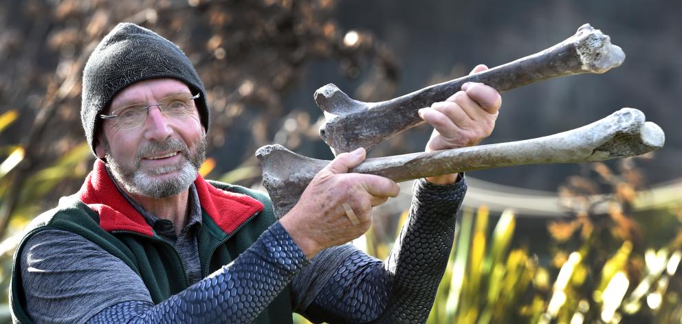 Peter Hall considers the fate of his moa bones at his Lawrence property yesterday. Photo: Peter McIntosh