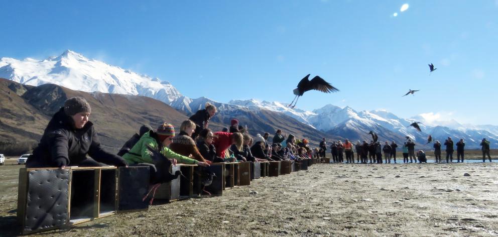 Dozens of the birds are released near Twizel this week. Photo: Liz Brown