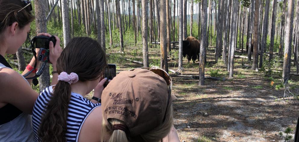 Yellowstone bison headed for Instagram. Photo: NZ Young Farmers