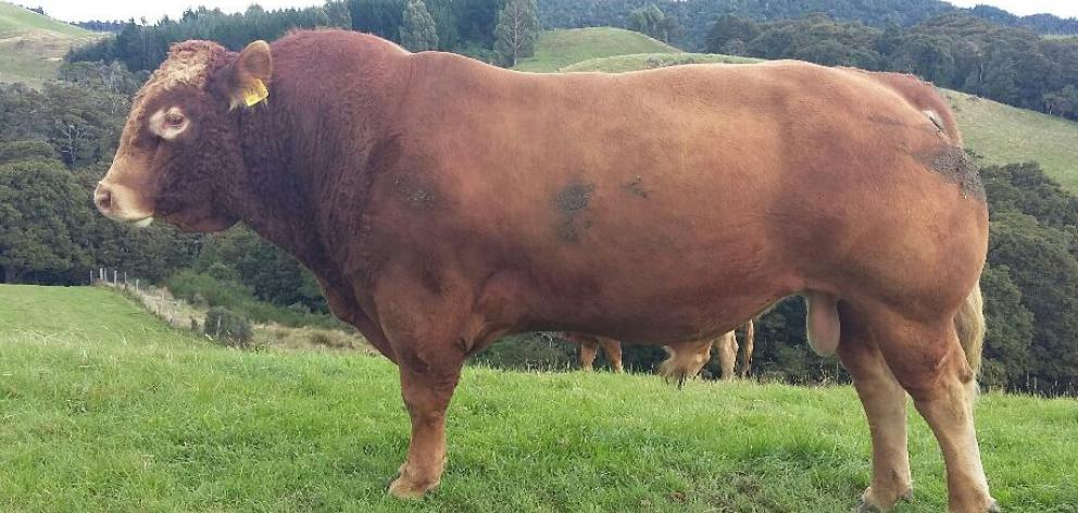 Limousins produce small calves with low birth weights, which mean they are useful to dairy farmers.