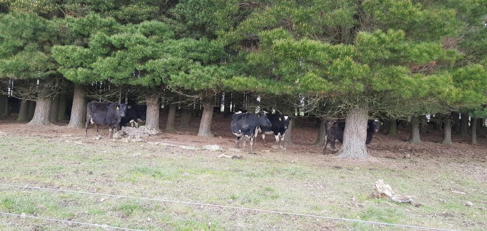 Chris and Charleen Withy have a .8ha pine plantation on their dairy farm, which is ideal for calving. Photo: Chris Withy