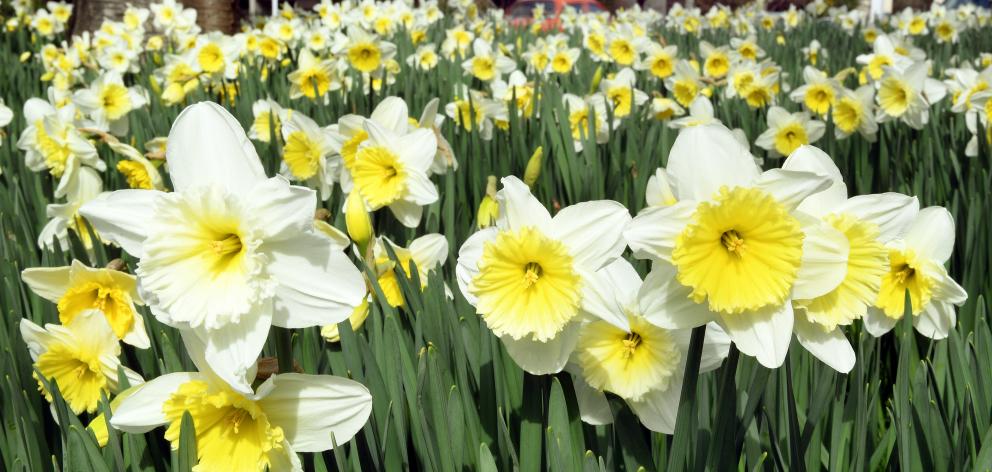 Daffodils lap up the sun at Willowbank, in Dunedin, yesterday. Photo: Stephen Jaquiery