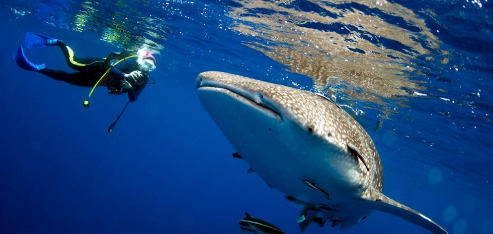 Swimming with whale sharks is not for everyone.
