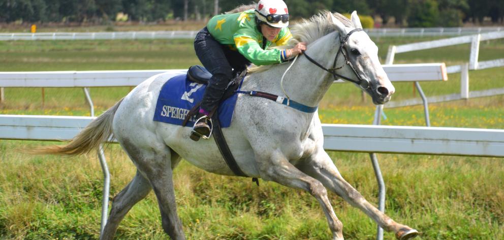 Star jumper Jackfrost. Photo: ODT files 