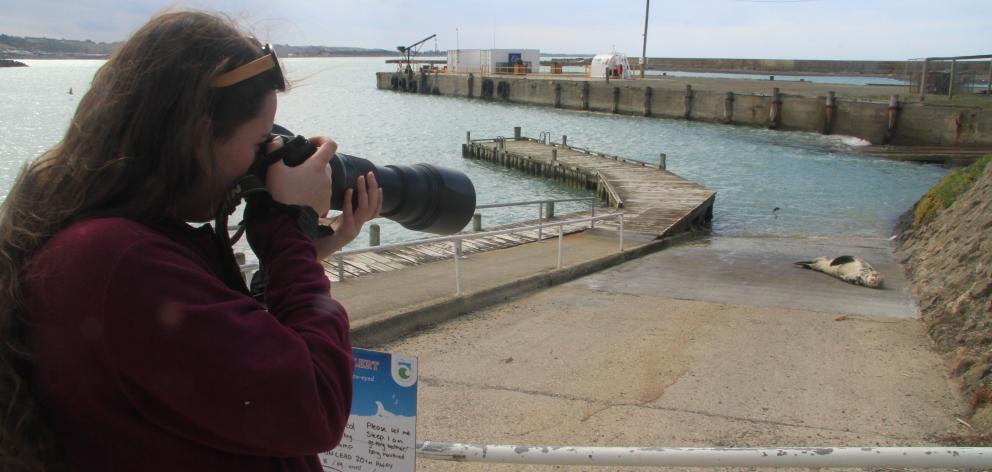 LeopardSeals.org research assistant Giverny Forbes photographs a 2m female that has hauled out in...