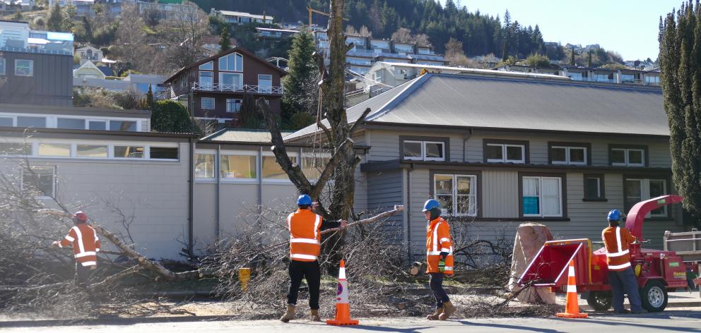 Contractors cut down two trees in Queenstown's CBD to make way for a new bus station. PHOTO:...