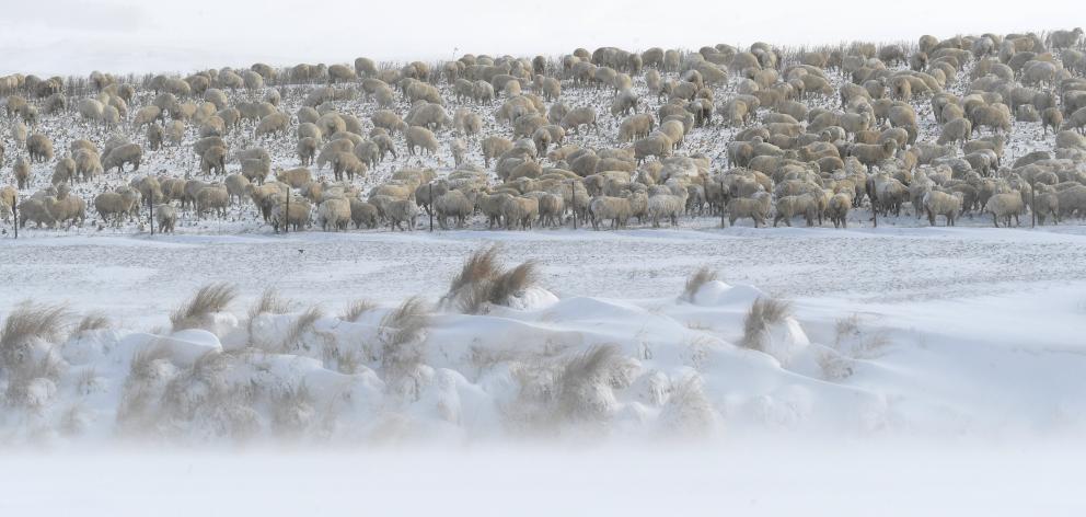 Sheep graze on winter feed beside SH87 near Clarks Junction as blizard conditions hit Otago last week. Photo: Stephen Jaquiery