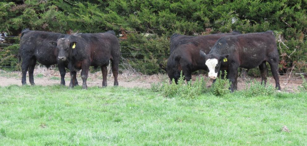Glenside Simmental Stud is offering one R2 and five yearling black maternal Simmental bulls in a...