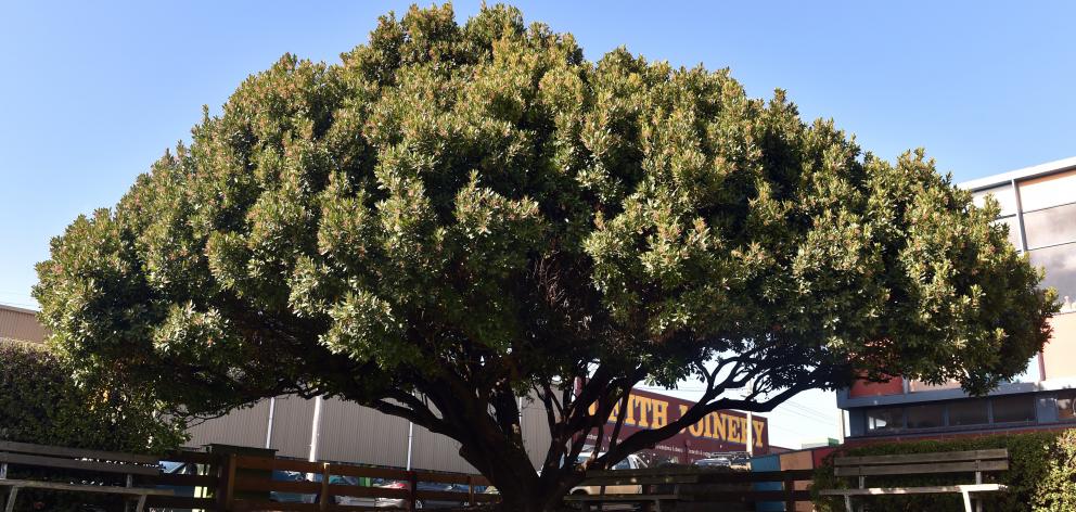 This lovely spreading strawberry tree in Birch St, Dunedin, is close to the southern end of the...