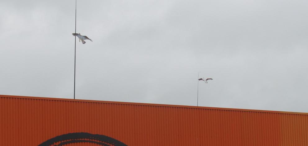 Large bird shaped kites have been installed on some Ashburton businesses to ward off birds...