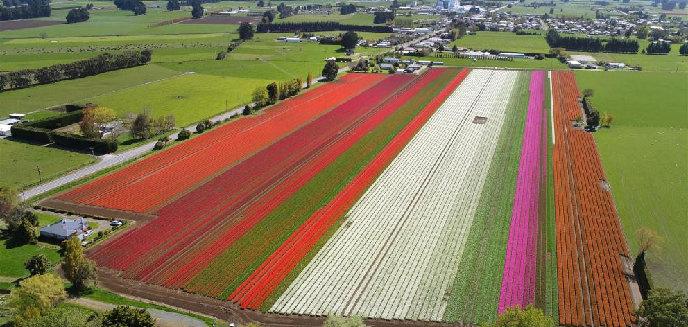 Tulips in full bloom at a farm in Edendale yesterday. Nearby Triflor NZ is having its annual open day on Monday. Photo: Stephen Jaquiery