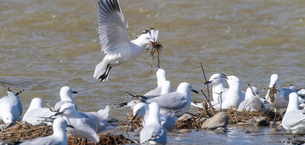 Black-billed gull nests just as they were being washed out by the October 19 flood in the Ashley-Rakahuri River. The gulls seemed determined not to be washed out and were still bringing nesting material to their doomed nests. Photos: Grant Davey