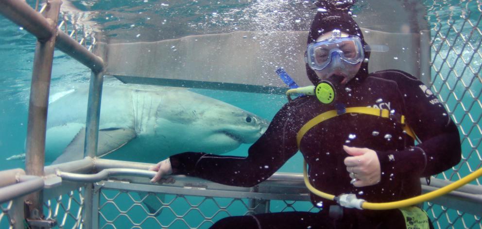A great white shark cruises past a shark cage diver off Edwards Island near Stewart Island. Photo...