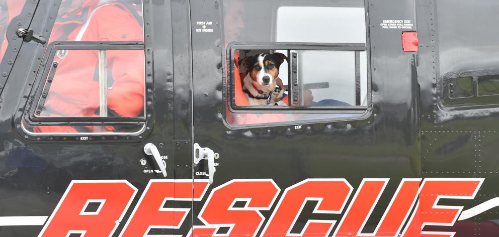 Flint, the Jack Russell-fox terrier cross conservation dog, returns to the Mainland yesterday. 