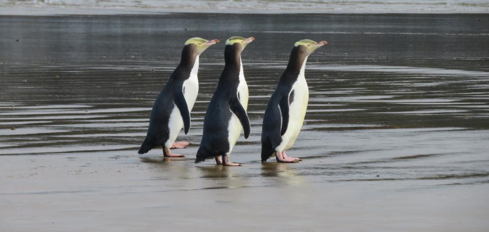 A grant of $500,000 will go to three Otago projects supporting the nationally endangered hoiho /yellow eyed penguin. Photo:Yellow-eyed Penguin Trust