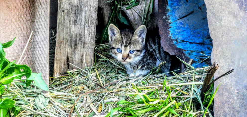 Portrait Of Kitten In Grass - stock photo. Photo: Getty Images