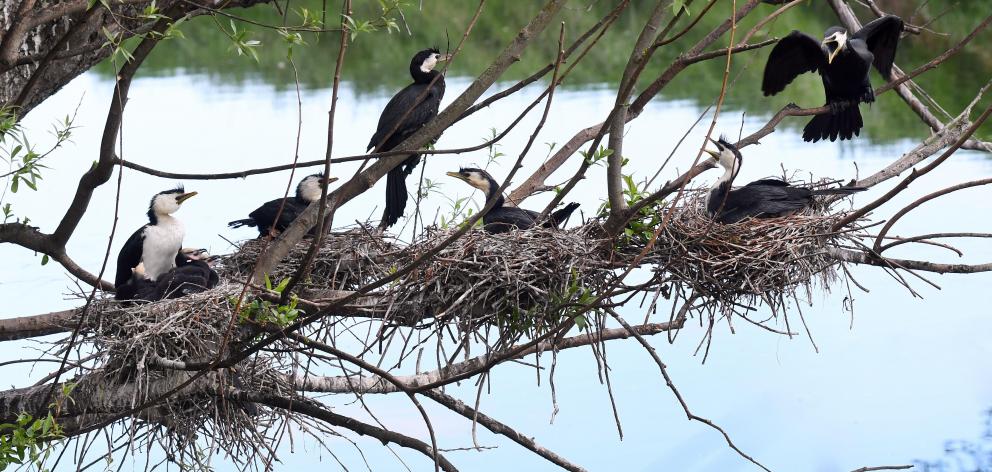 Shags nesting near the water at Waikouaiti. Photo: Stephen Jaquiery Shags nesting near the water at Waikouaiti. Photo: Stephen Jaquiery