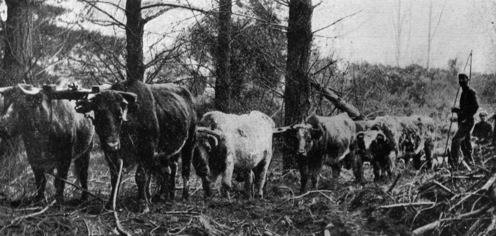 A bullock  team at work in  the Burwood plantation, near Christchurch. — Otago Witness, 25.11.1919.