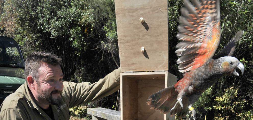 Orokonui conservation manager Elton Smith (seen here releasing a kaka) says two young female of...
