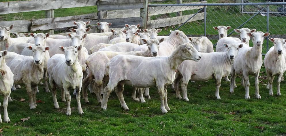 Freshly shorn sheep at a farm in Dalefield, near Queenstown. Photo: Tracey Roxburgh Freshly shorn sheep at a farm in Dalefield, near Queenstown. Photo: Tracey Roxburgh