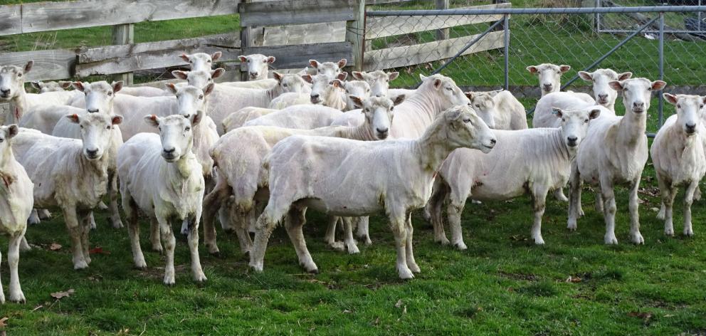Freshly shorn sheep at a farm in Dalefield, near Queenstown. Photo: Tracey Roxburgh