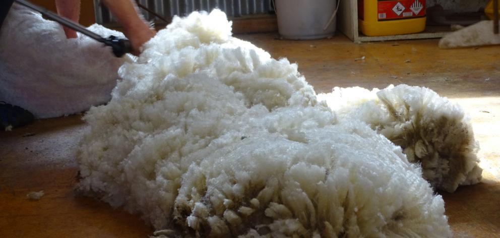 A fleece, destined for the market, lies on the floor in a woolshed. Photo: Tracey Roxburgh
