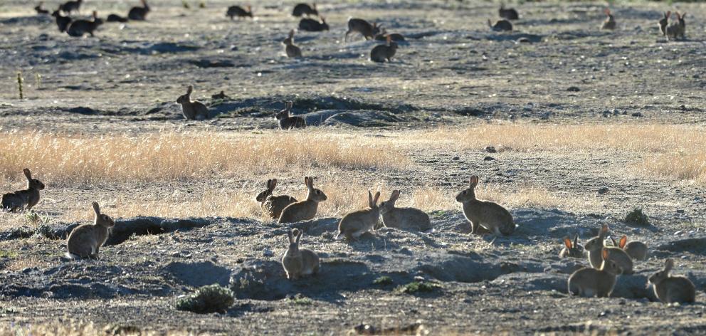 Rabbits infest an area near Queensberry. Pest control needs extra resourcing from the Otago...