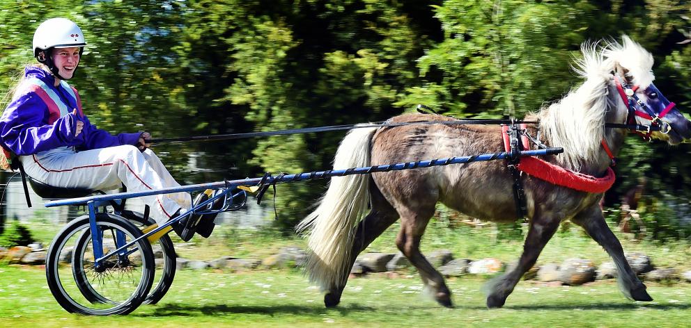 Sophie Woodhouse gets in some practice with pony Power of Hope in Mosgiel this week. PHOTO: PETER...