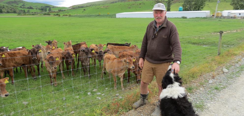 Dairy farmer Jim Andrew, of Dipton, has milked once a day full time for 10 years and has found it made economic and environmental sense. Photos: Yvonne O'Hara