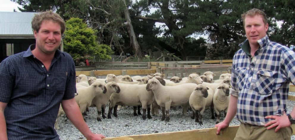 Cameron and Andrew Letham round up hoggets ahead of their inaugural on-farm ram sale at Hermiston farm, at Mitcham, Mid Canterbury. Photos: Toni Williams