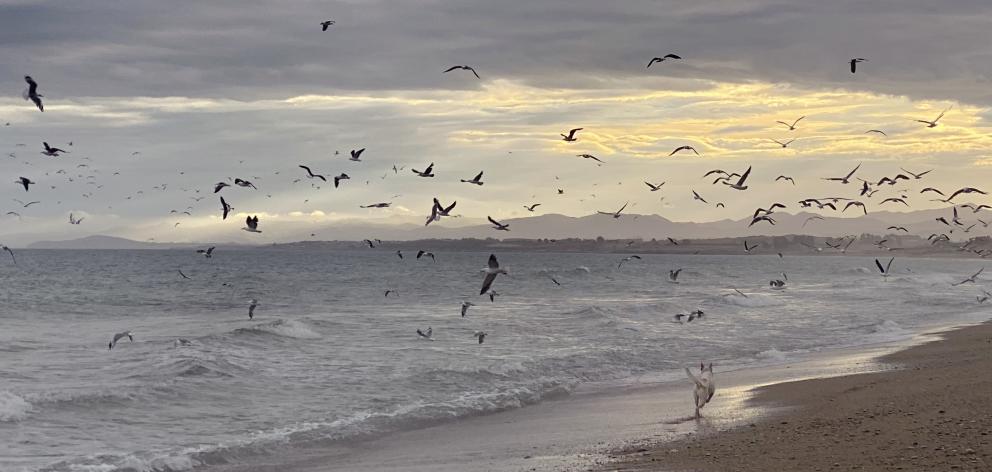 Hundreds of seabirds, including red-billed gulls and white-fronted terns, converge on a beach south of Cape Wanbrow on Tuesday evening as small fish wash ashore. Photos: Rebecca Ryan