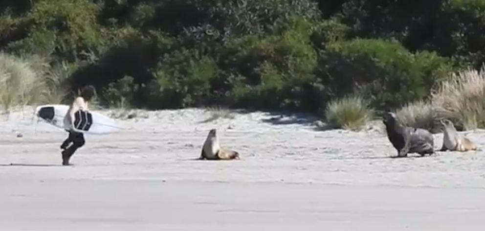 Stills from a video showing a surfer harassing sea lions at Allans Beach near Dunedin. Photos: Supplied
