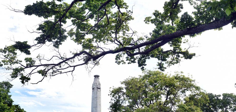 The Queens Gardens elm tree that had one of its branches fall and hit a car on Sunday. PHOTO:...