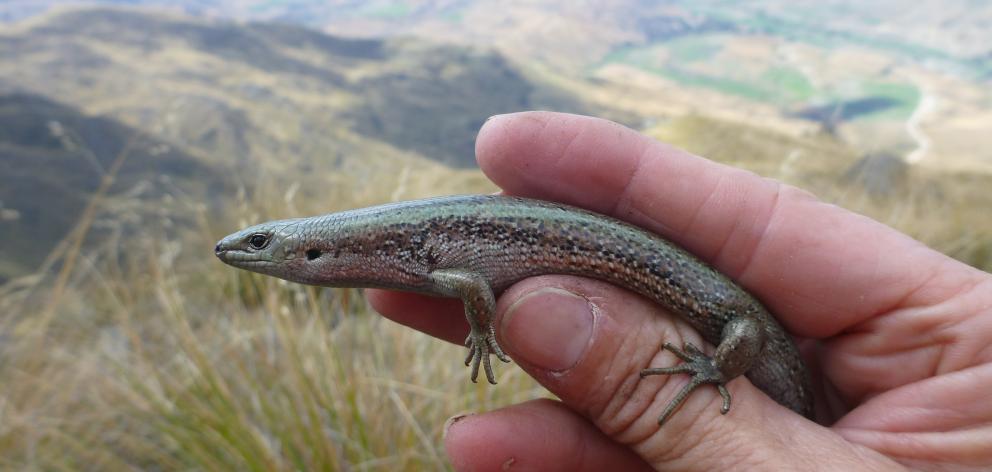 The lakes skink.