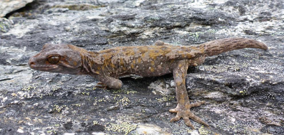 The orange-spotted gecko is one of two species of lizard found on the mountain. The other is the...